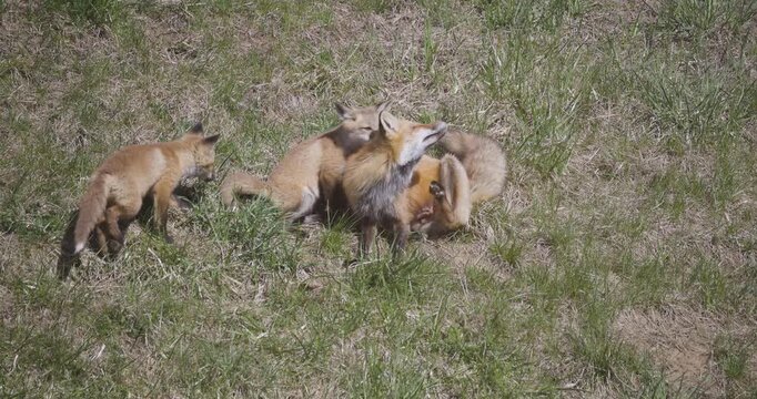 A litter of red fox kits wrestles and plays in a grassy clearing near their den