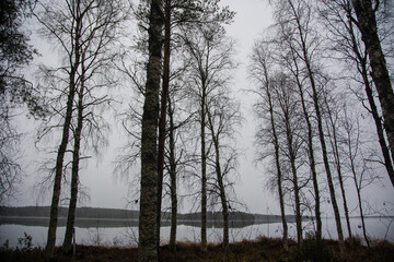 Swamp with small pine trees covered in early winter morning frost reflecting in pond. national park at sunrise with fog rising, scandinavia