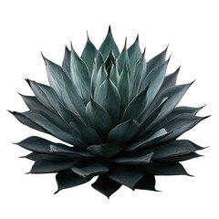 Blue green agave plant with sharp pointed leaves against black background succulent 1, Cut Out, Isolated On White Background, Png Transparent