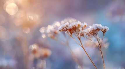 Delicate frosted dried flowers bathed in soft golden hour sunlight with a dreamy bokeh background