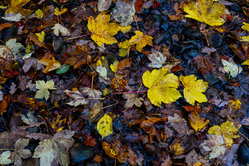 Close up of colourful fallen leaves lying on the ground
