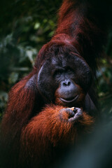 Orangutanes en libertad en la selva de Sumatra