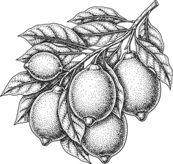 Monochromatic botanical etching of a lemon branch with leaves and ripe citrus fruits