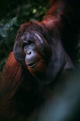 Orangutanes en libertad en la selva de Sumatra