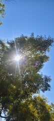 Obraz premium sun shining through trees