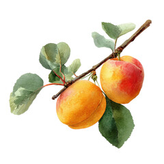 Two ripe apricots with green leaves on a branch against black fruit leaf, Cut Out, Isolated On White Background, Png Transparent