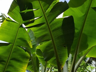 A vibrant low-angle view captures the enormous, bright green leaves and thick stalks of a banana plant, dramatically backlit by the tropical sunlight.