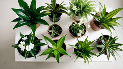 Assortment of Healthy Indoor Houseplants Including Dracaena and Fern Varieties