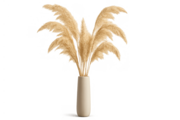 Pampas grass plumes in beige ceramic vase creating a boho minimalist home decor on transparent background