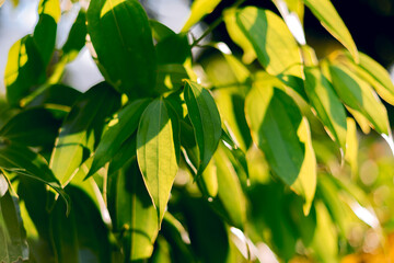 green leaves background