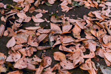 dry leaves background