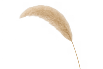 Pampas grass creating fluffy textured boho decor with a transparent background for interior design element