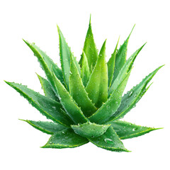 Green aloe vera plant with water droplets on black background succulent 1, Cut Out, Isolated On White Background, Png Transparent