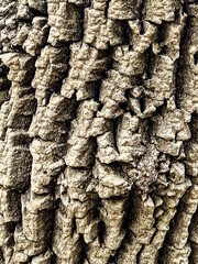 Rough Tree Bark Macro Texture Pattern
