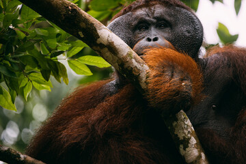 Orangutanes en libertad en la selva de Sumatra