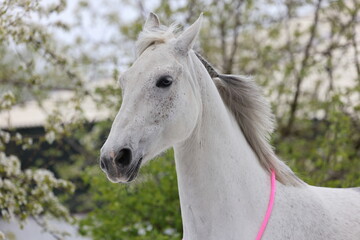 White horse against the background of a blossoming apple tree in spring