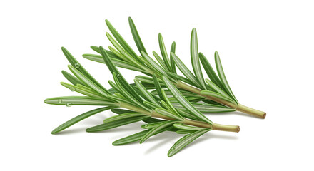 Fototapeta premium Two Sprigs of Fresh Rosemary with Water Droplets herb