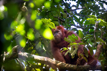 Obraz premium Orangutanes en libertad en la selva de Sumatra