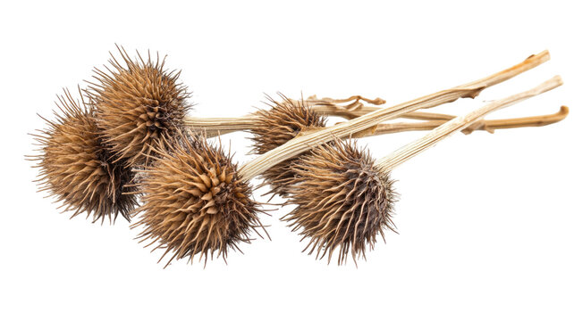 Dry burdock teasle with sharp textured bristles and natural dried plant structure clearly detailed isolated on white background