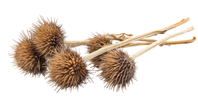 Dry burdock teasle with sharp textured bristles and natural dried plant structure clearly detailed isolated on white background