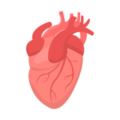 Isolated illustration of human heart organ for advertising, banners, healthcare educational images about heart health in healthcare facilities.