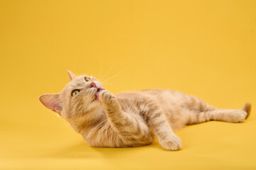 Cat stretches body across yellow studio backdrop, tail slightly raised.