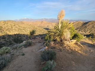 Hi-View Nature trail at Joshua Tree National Park, California