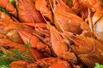 Close up of a pile of cooked red crawfish with fresh green herbs