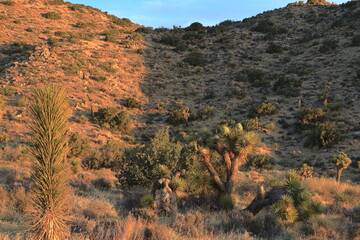 A Joshua tree in bloom in the early morning light at Joshua Tree National Park, California