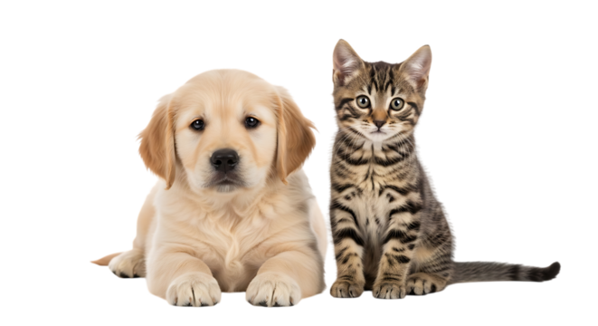 Cute golden retriever puppy and bengal cat isolated on transparent background