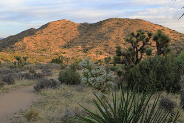 The morning sun lights up the landscape behind a Joshua Tree blooming as seen from the Hi-View Nature trail in the park