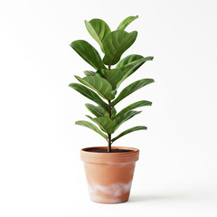 Vibrant green indoor houseplant, with lush foliage, in a natural terracotta pot, professionally isolated on a pristine white background