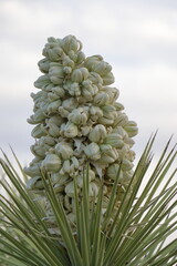 White Flower of a Joshua tree in bloom at Joshua Tree National Park, California