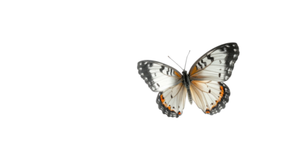 Detailed butterfly with white, orange, and black coloring