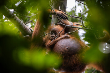 Orangutanes en libertad en la selva de Sumatra