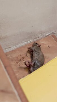 A trapped mouse caught on a sticky glue board, showing a close-up scene used for pest control and hygiene awareness.