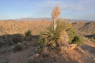 First light of the morning on a hiking trail at Joshua Tree National Park, California