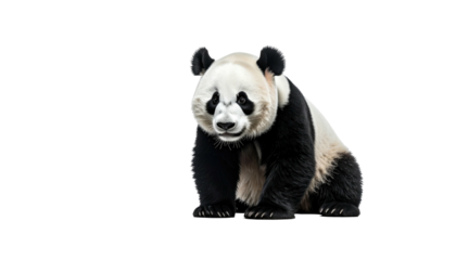 Black and white panda sitting against solid black background