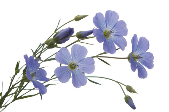 Delicate light blue flax flowers with buds isolated on transparent background