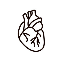 Heart organ icon