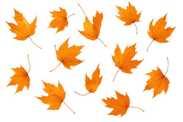 Autumn maple leaves falling, watercolor style, creating a seasonal pattern with transparent background