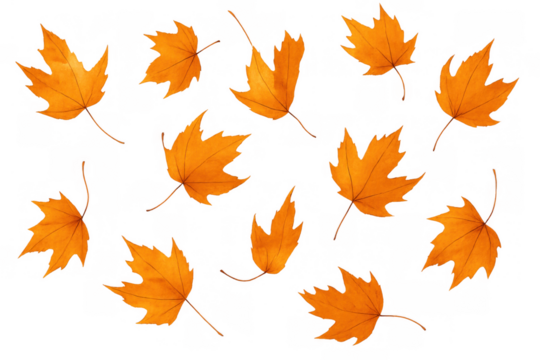 Autumn maple leaves falling, watercolor style, creating a seasonal pattern with transparent background - Powered by Adobe
