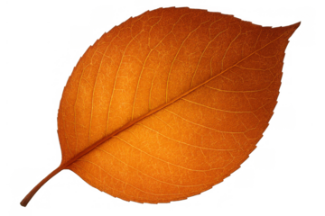 Autumn leaf showing changing season with vibrant orange color and detailed vein texture on transparent background