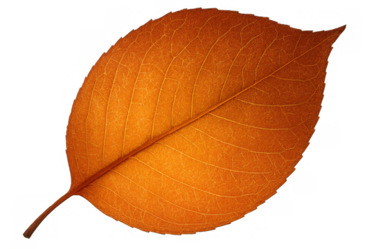 Autumn leaf showing changing season with vibrant orange color and detailed vein texture on transparent background - Powered by Adobe