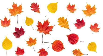 Obraz premium Collection of Colorful Autumn Fall Foliage Scattered on White Background Texture Photography