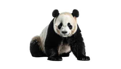 Panda bear stares forward, black ears, white & black fur