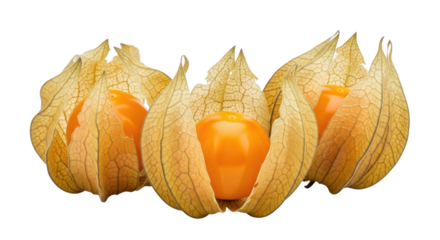 Three golden berries with husks transparent background cutout png