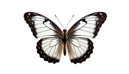 Butterfly with white and black wings