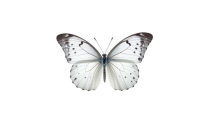 Pale butterfly with speckled wings, isolated on a black background