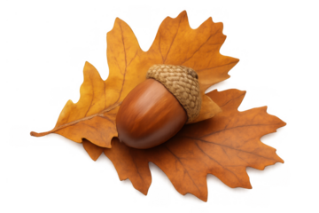 Acorn resting on dry oak leaf, symbolizing autumn harvest, nature's cycle, and seasonal change, transparent background